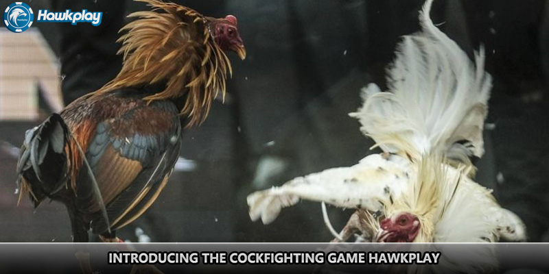 Introducing the cockfighting game Hawkplay