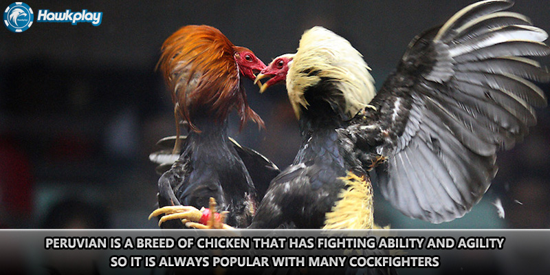 Peruvian is a breed of chicken that has fighting ability and agility, so it is always popular with many cockfighters