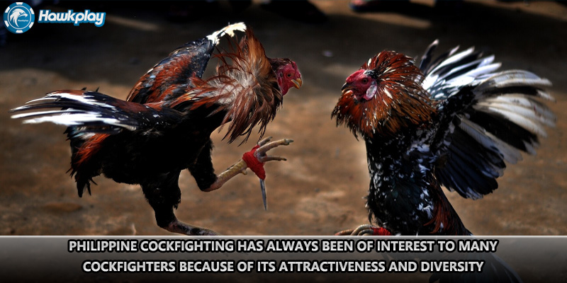 Philippine cockfighting has always been of interest to many cockfighters because of its attractiveness and diversity