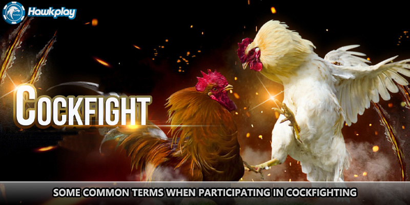 Some common terms when participating in Cockfighting