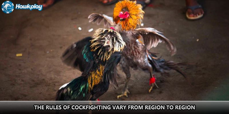 The rules of cockfighting vary from region to region